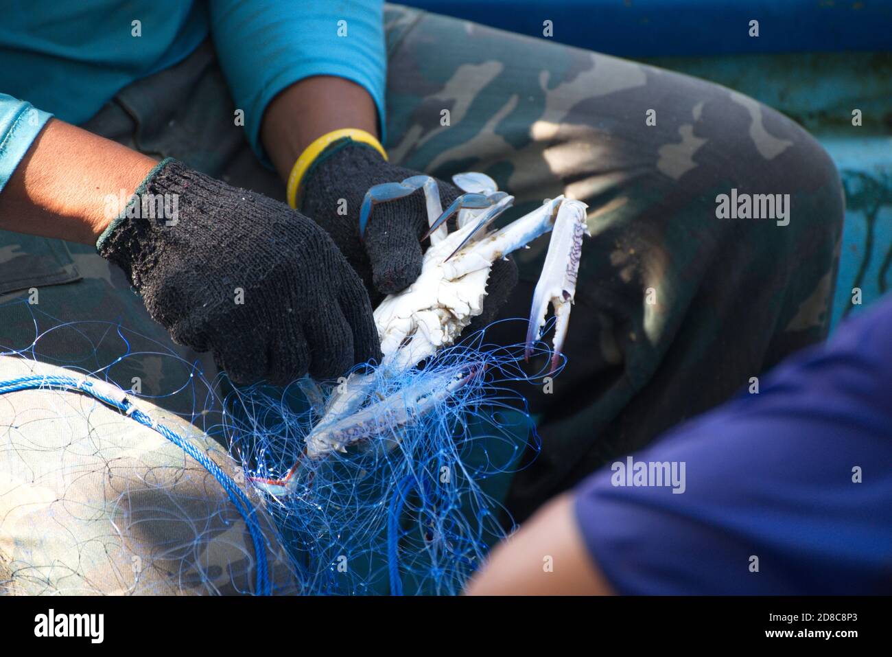 Ein Bild eines Fischers, der blaue Schwimmkrabben aus dem Netz entfernt. Stockfoto