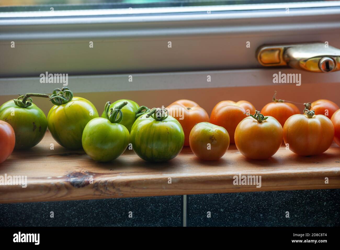 Reihe von selbst angebauten Tomaten reifen auf Fensterbank. Stockfoto