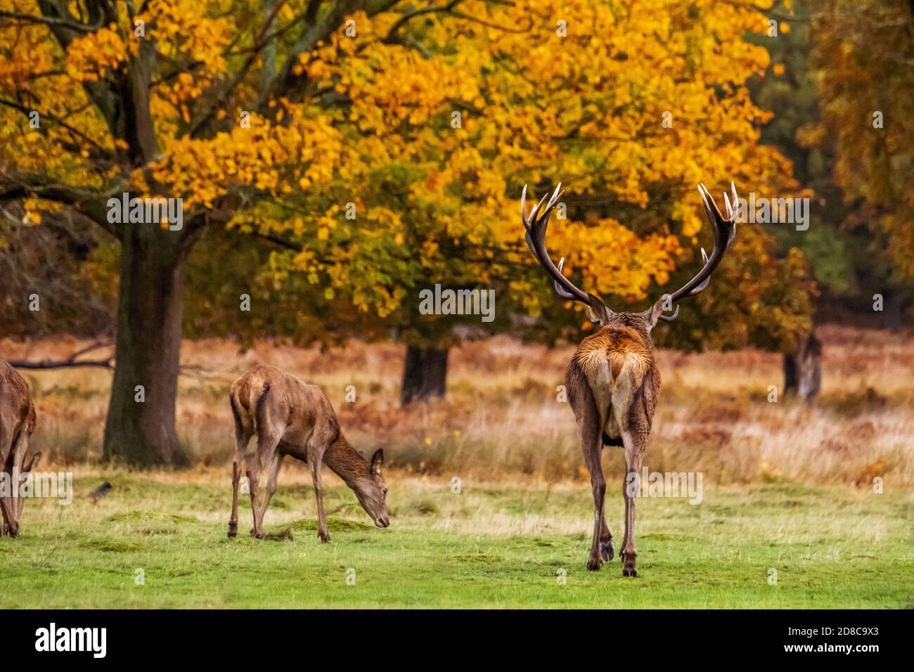 Hirsche und Hirsche im Richmond Park in London Stockfoto