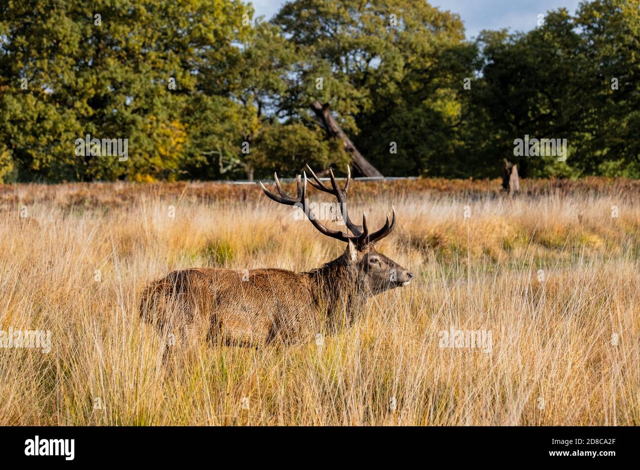 Hirsche und Hirsche im Richmond Park in London Stockfoto