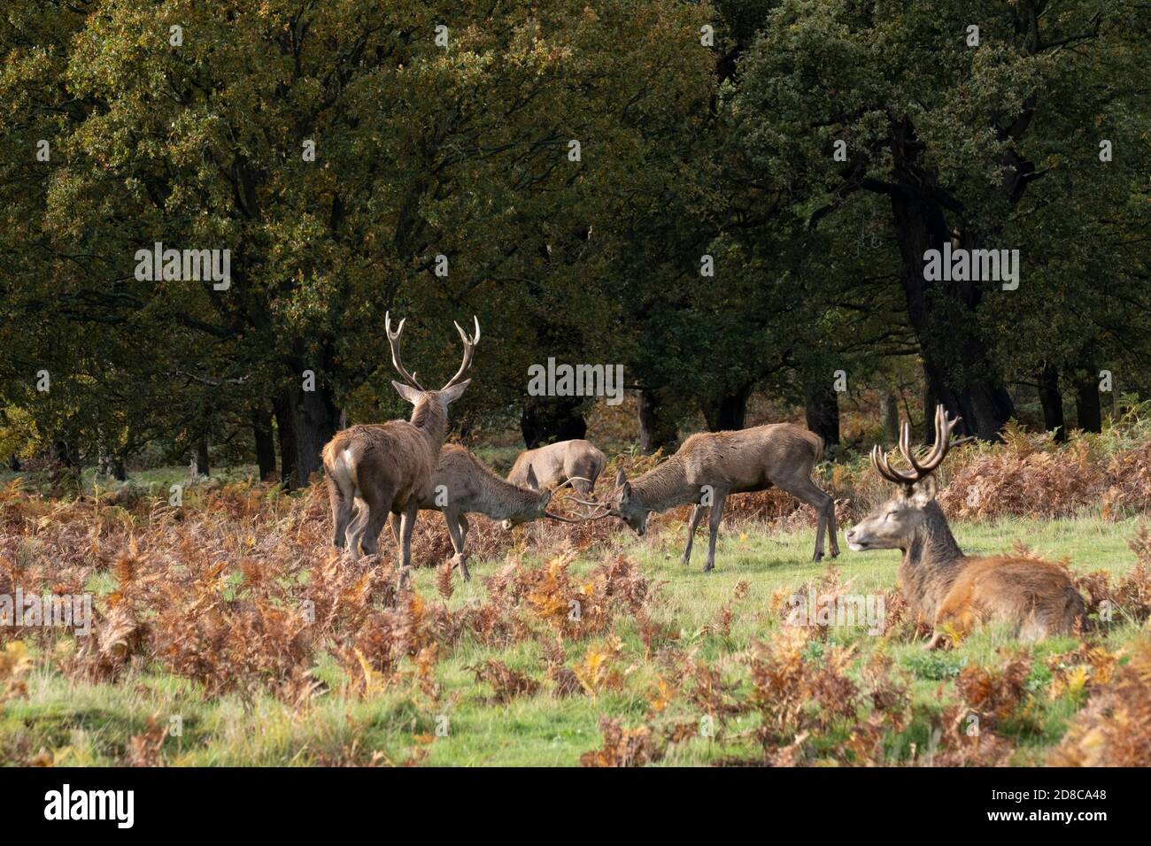 Hirsche kämpfen während der Brunftzeit der Hirsche Stockfoto