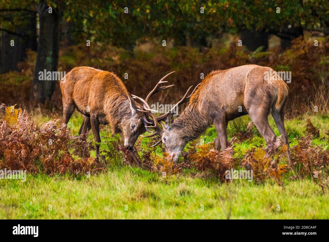 Hirsche kämpfen während der Brunftzeit der Hirsche Stockfoto