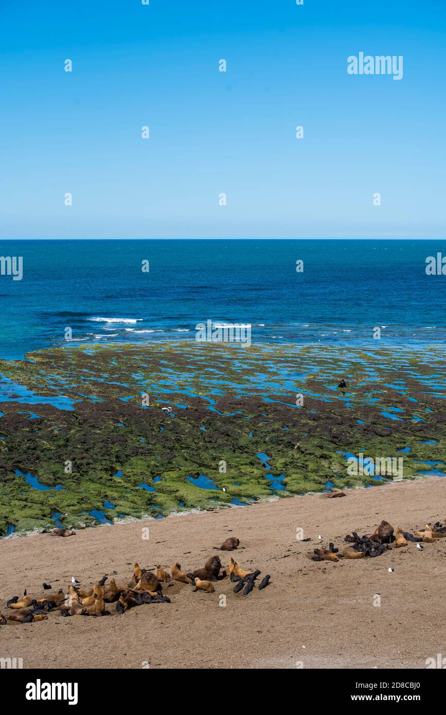 Panoramablick auf den Strand in der Nähe von Puerto Madryn in Valdes Peninsula im Norden Patagoniens, Argentinien. Seelöwen und Magellanic Pinguine wohnen in einem n Stockfoto