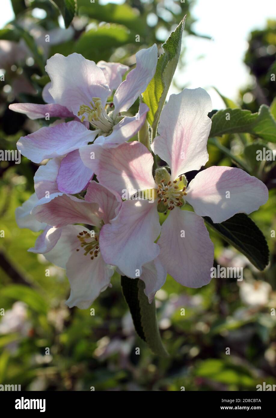 Duftende Apfelblüte auf einem jungen Braeburn Apfelbaum in Feder Stockfoto