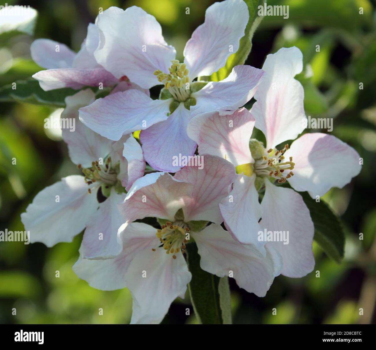 Duftende Apfelblüte auf einem jungen Braeburn Apfelbaum in Feder Stockfoto