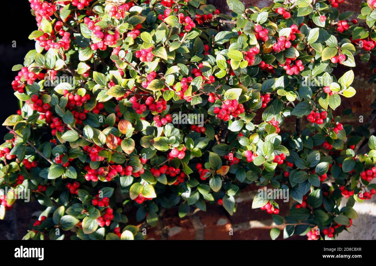 Leuchtend rote Herbstbeeren wachsen auf Cotoneaster horizontalis Stockfoto