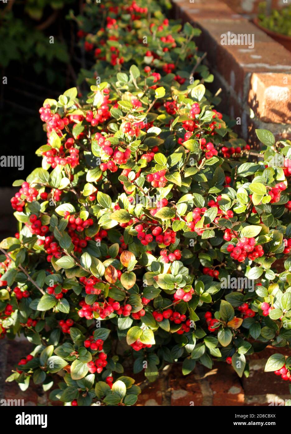 Leuchtend rote Herbstbeeren wachsen auf Cotoneaster horizontalis Stockfoto
