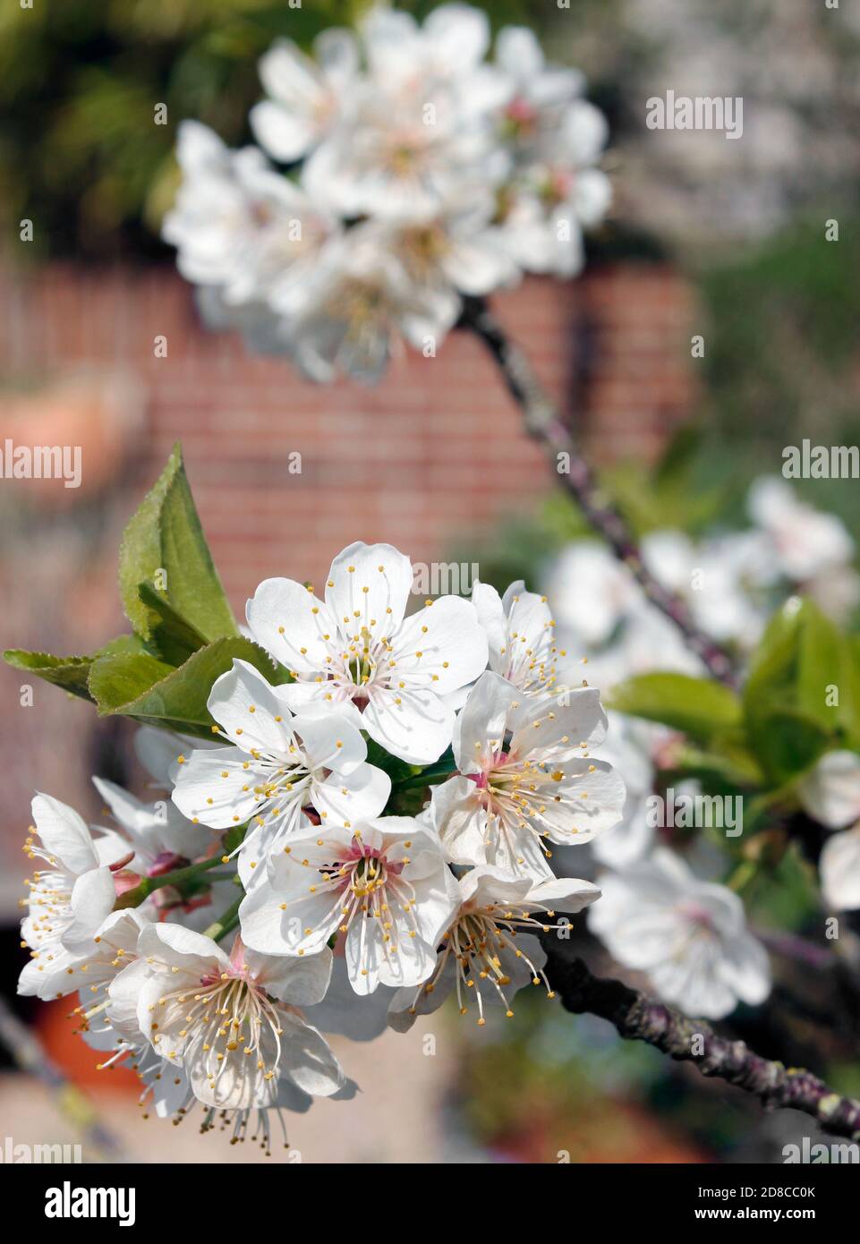 Duftende Blüte auf dem Birnenbaum 'William's Bon Chretien' Stockfoto