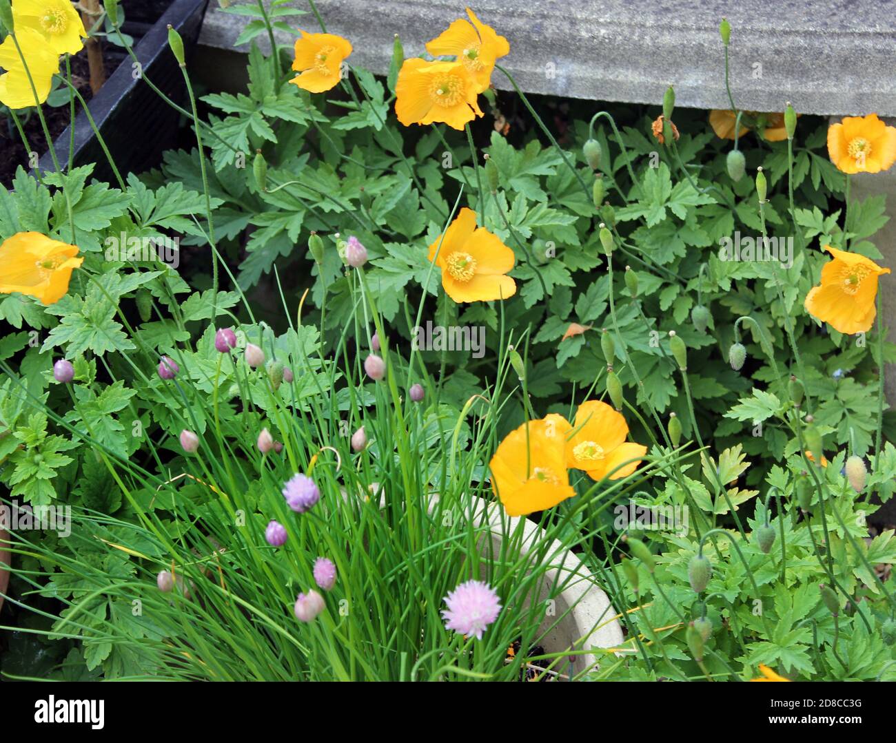 Schnittlauch wächst neben gelben Mohnblumen 'Stylophorum diphyllum' im Mai Stockfoto
