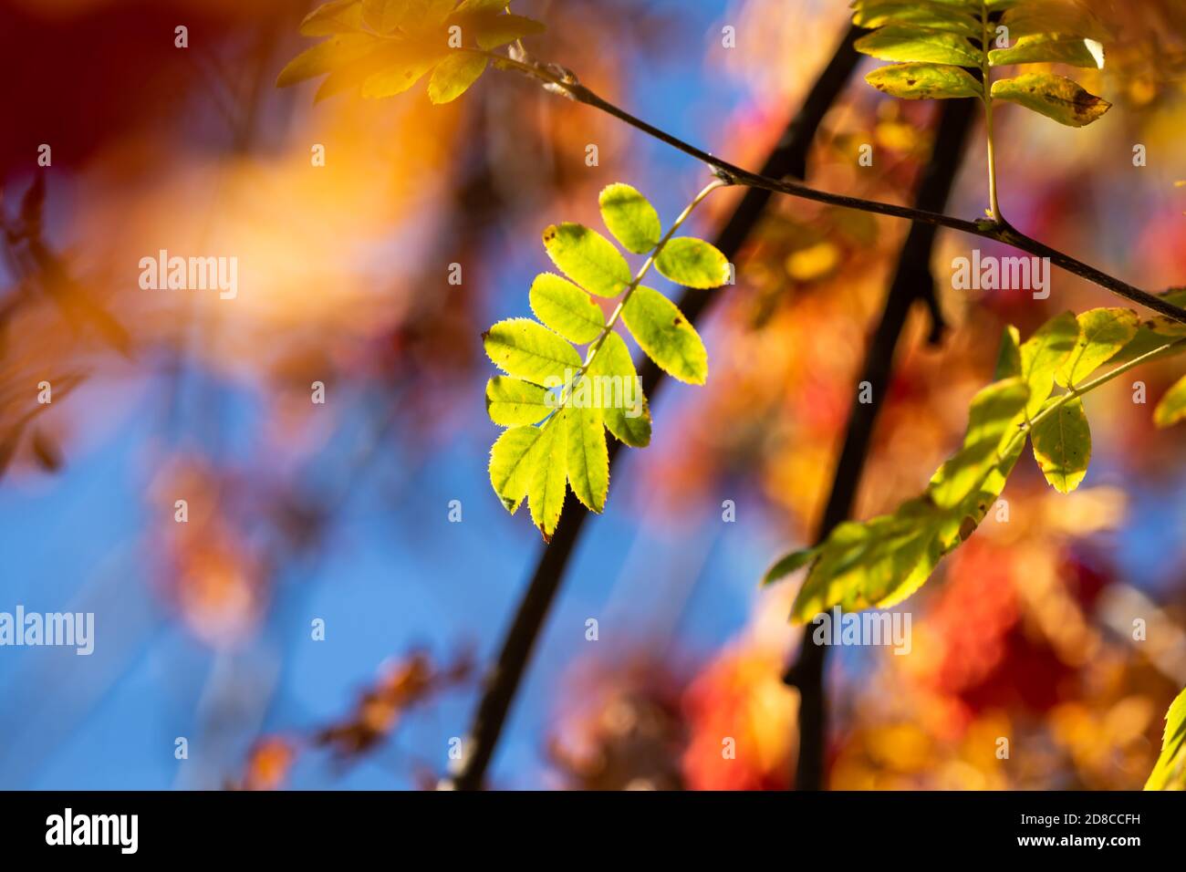 Schönes Herbstfoto, orangefarbene Blätter und kräftiges Bokeh Stockfoto