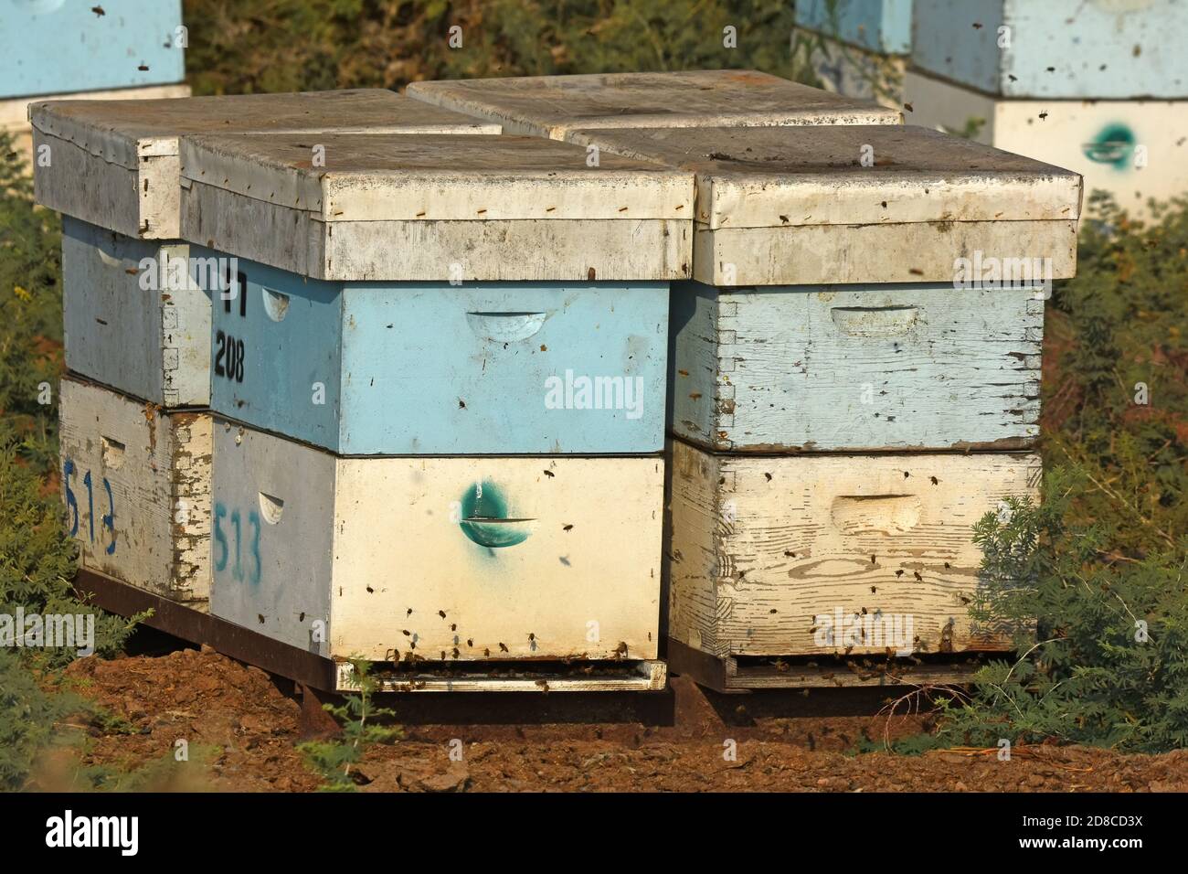 Aktiver Bienenstock aus Holz Stockfoto