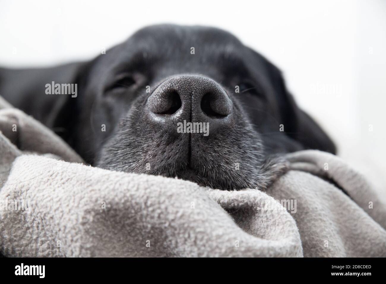 Schwarzer Labrador Hund Schlafend. Konzentrieren Sie sich auf Rhinarium Schnauze und Graubart Stockfoto