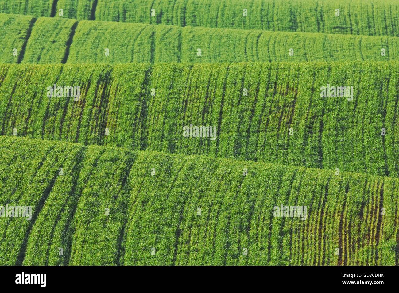 Feld auf den Hügeln Stockfoto