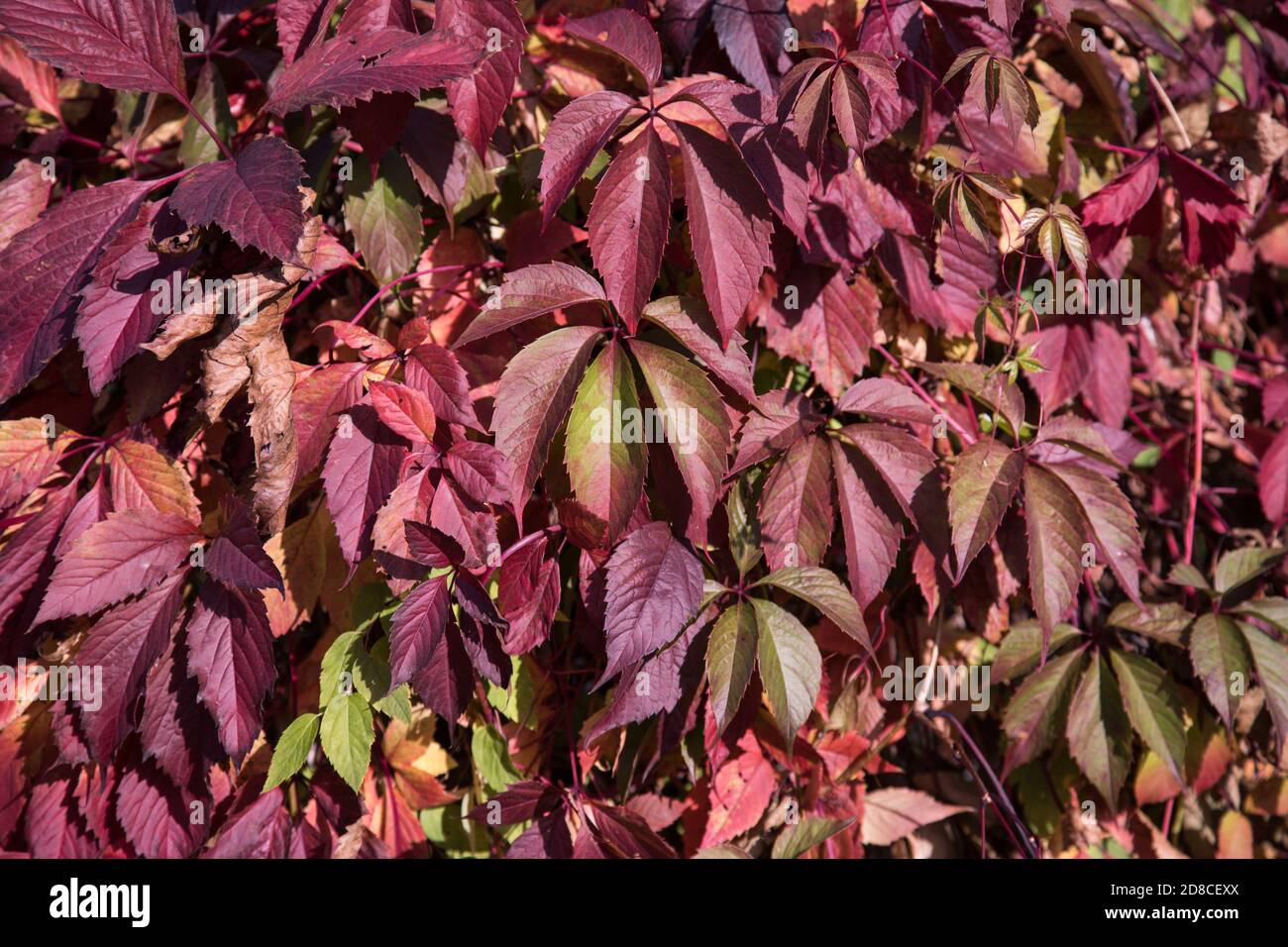 Botanischer Hintergrund von geröteten Blättern der wilden Trauben .A Ort Für eine Kopie des Raums.Horizontale Ausrichtung Stockfoto