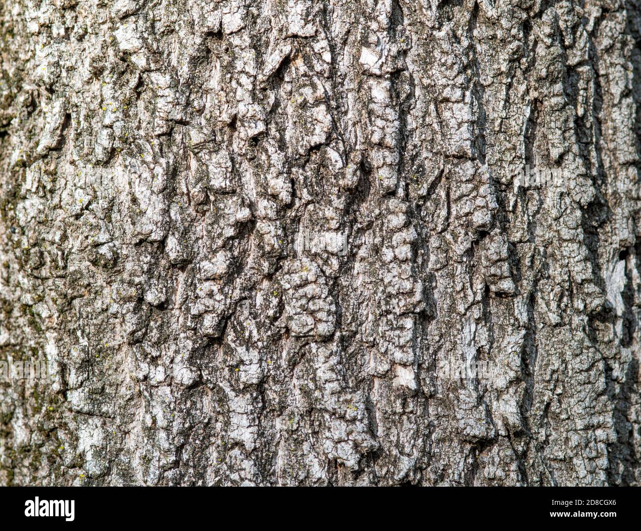 Geprägte braune Baumrinde Textur. Baumrinde Tapete und Hintergrund Stockfoto