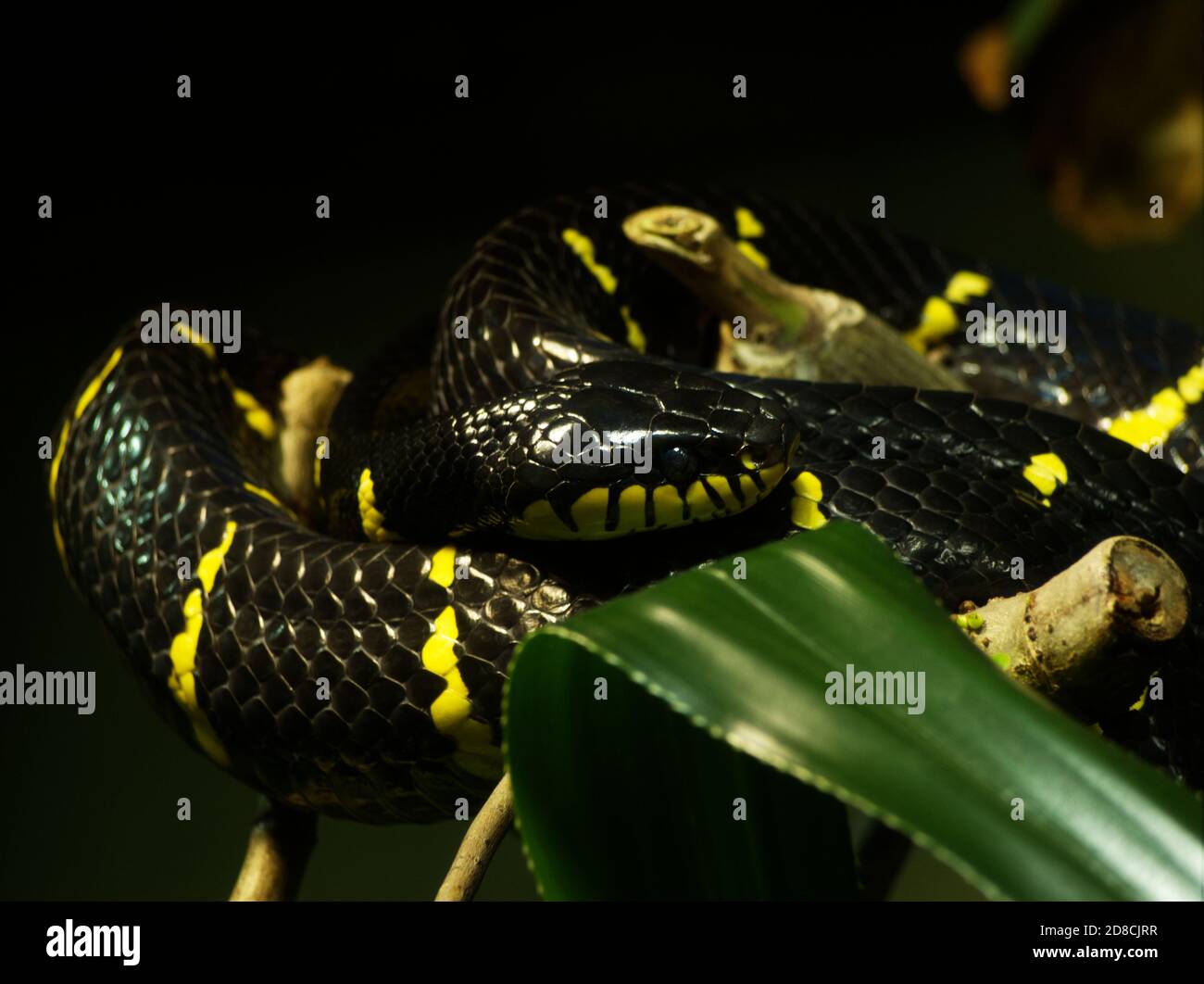 Eine giftige Schlange sitzt im Leipziger Zoo Stockfoto