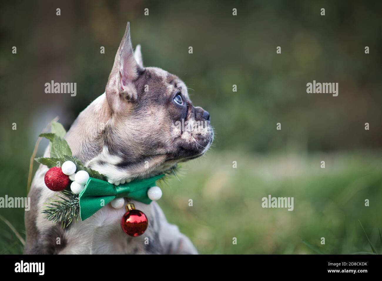 Seitenansicht des Merle farbigen Französisch Bulldog Hund Welpen tragen Saisonaler Weihnachtskragen mit grüner Fliege auf verschwommenem Hintergrund Mit Kopierbereich Stockfoto