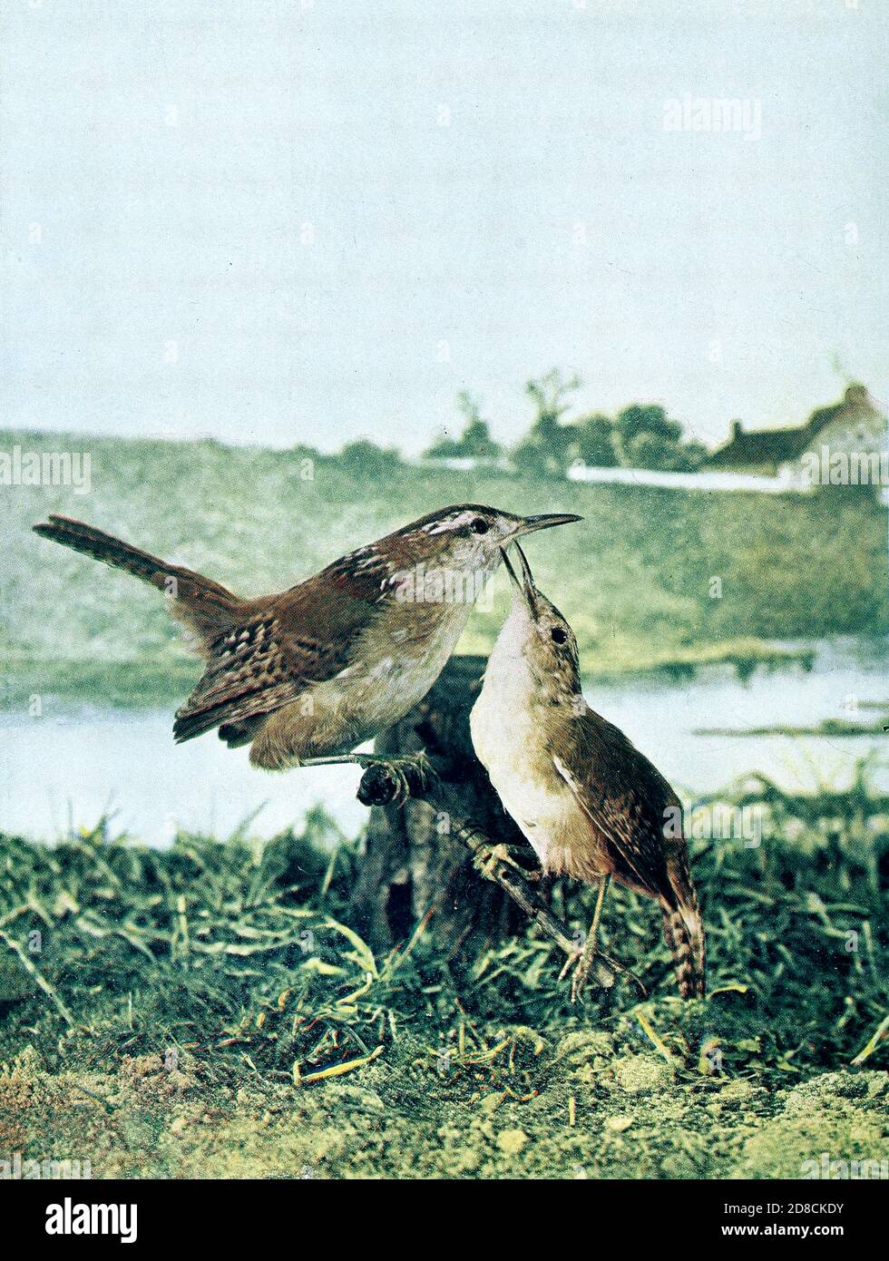 Der Sumpfzapfen (Cistothorus palustris) ist ein kleiner nordamerikanischer singvogel der Familie der Zaunkönige. Es wird manchmal die lang-abgerechnet Sumpfwren von Birds genannt : illustriert durch Farbfotografie : eine monatliche Serie. Kenntnisse von Bird-Life Vol. 1 Nr. 4 April 1897 Stockfoto
