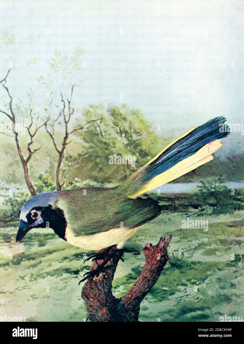 Der grüne eichelhäher (Cyanocorax luxuosus) [hier als Arizona Green Jay (Xanthoura luxuousa)] ist eine Art der New World Jays und kommt in Mittelamerika vor. From Birds : illustriert durch Farbfotografie : eine monatliche Serie. Kenntnisse von Bird-Life Vol. 1 Nr. 4 April 1897 Stockfoto