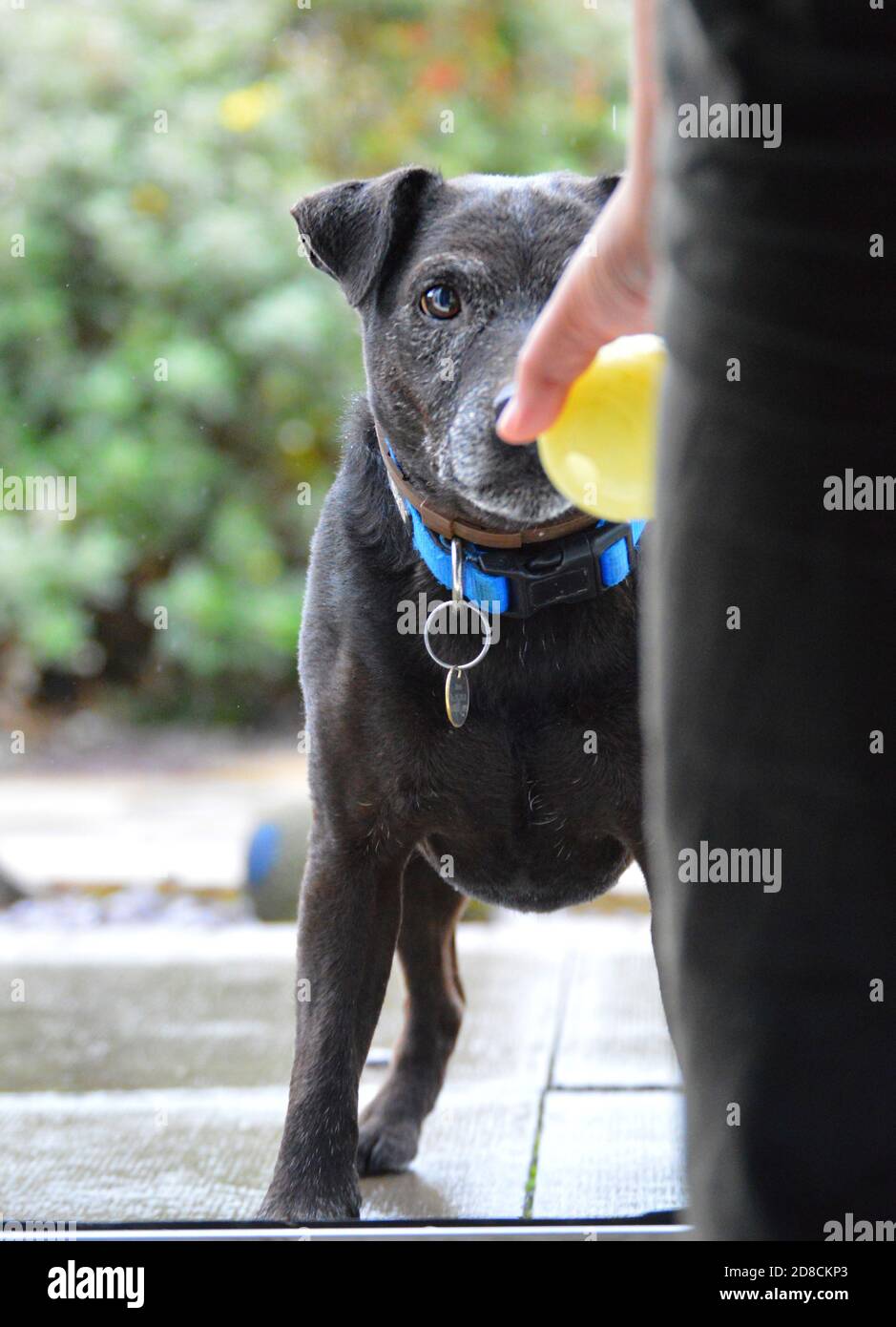 Familie Hunde draußen im Garten beim Spiel mit Ball. Stockfoto