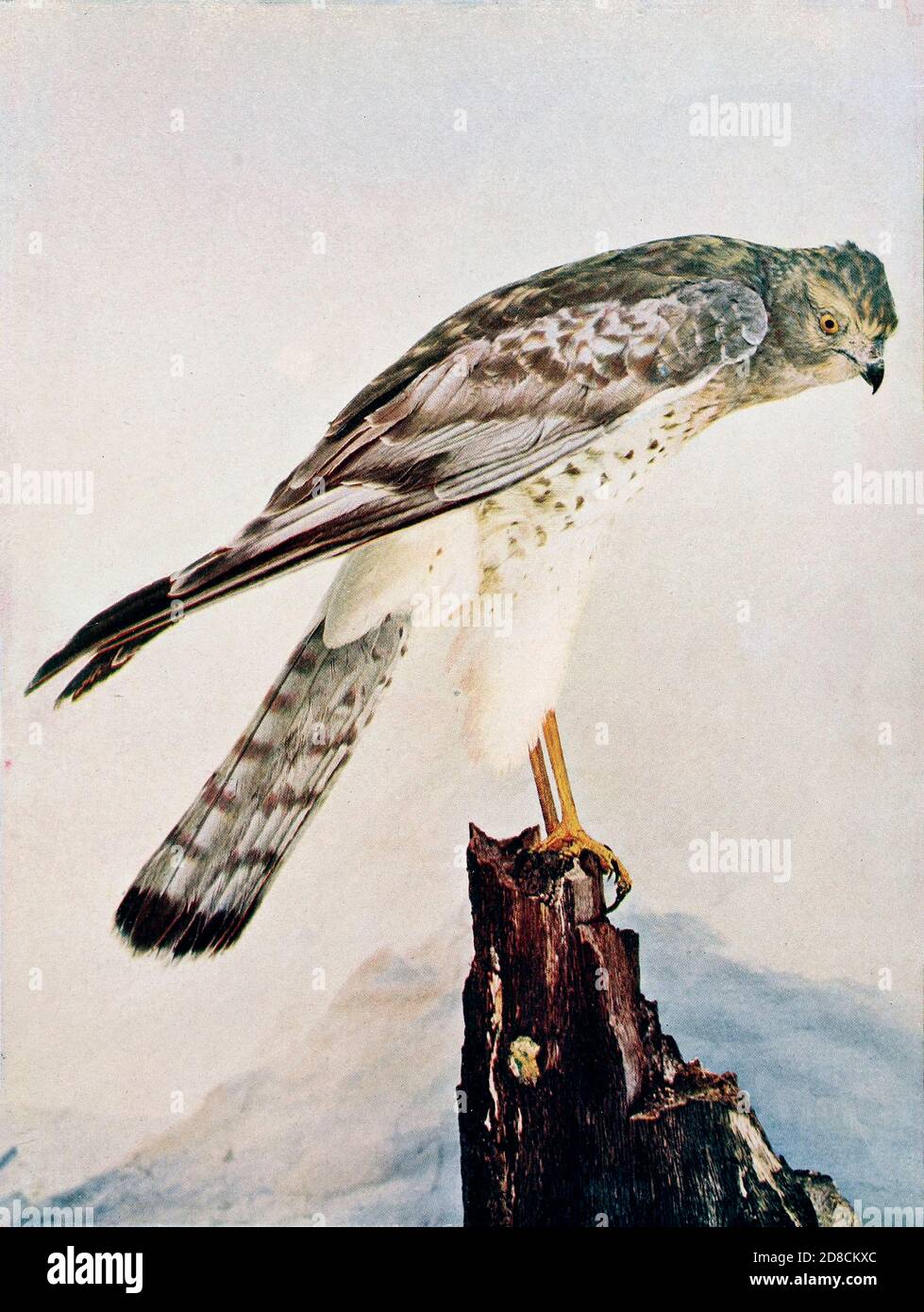 Der Circus hudsonius (nördliche Harrier [hier als Marsh Hawk]) ist ein Raubvogel. Sie brütet in den nördlichen Teilen der nördlichen Hemisphäre in Kanada und den nördlichsten USA. From Birds : illustriert durch Farbfotografie : eine monatliche Serie. Kenntnisse über Vogelleben Vol. 1 Nr. 5 Mai 1897 Stockfoto
