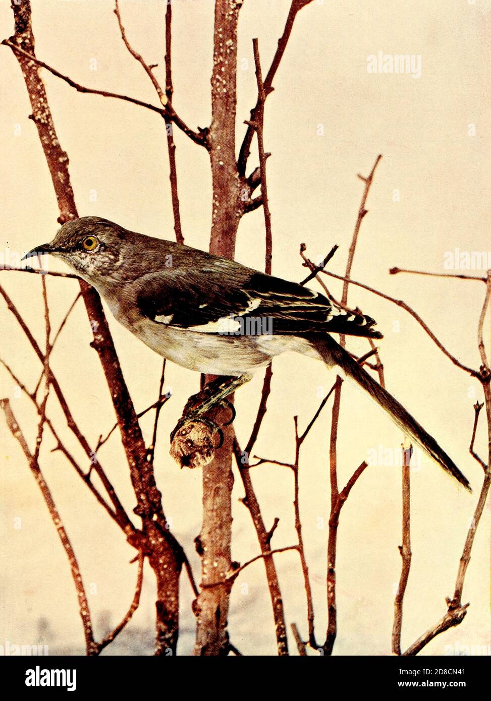 Der nördliche Mockingbird (Mimus polyglottos) ist der einzige Mockingbird, der häufig in Nordamerika gefunden wird. Dieser Vogel ist vor allem ein ständiger Bewohner, aber Nordvögel können nach Süden bei rauem Wetter bewegen. From Birds : illustriert durch Farbfotografie : eine monatliche Serie. Kenntnisse über Bird-Life Vol. 1 Nr. 1 Juni 1897 Stockfoto