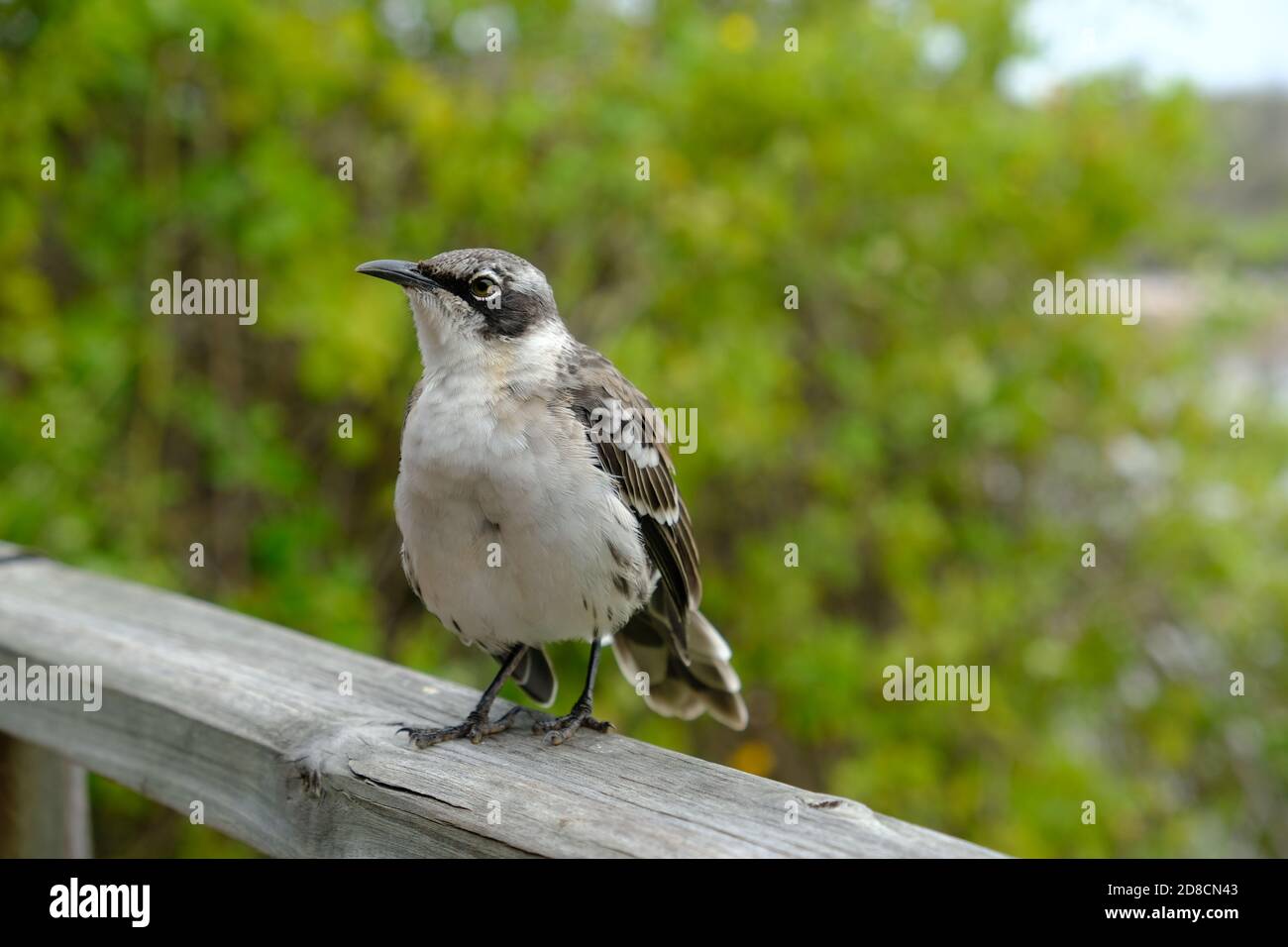 Ecuador Galapagos Inseln - Santa Cruz Insel - kleiner Gesang Vogel bei Camino a las grietas Stockfoto
