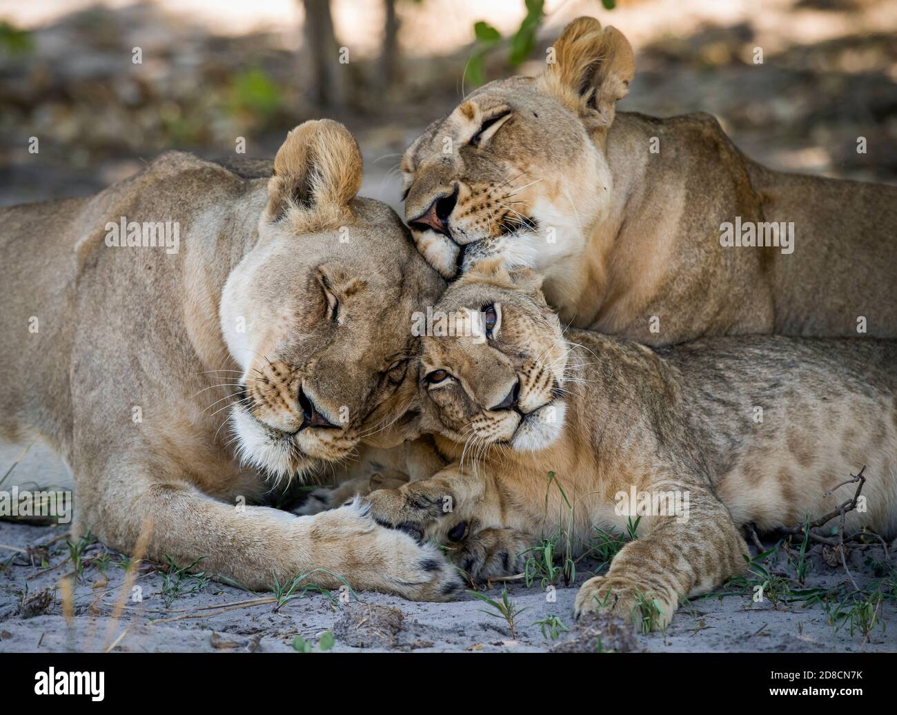 Löwe (Panthera Leo) Afrika Stockfoto