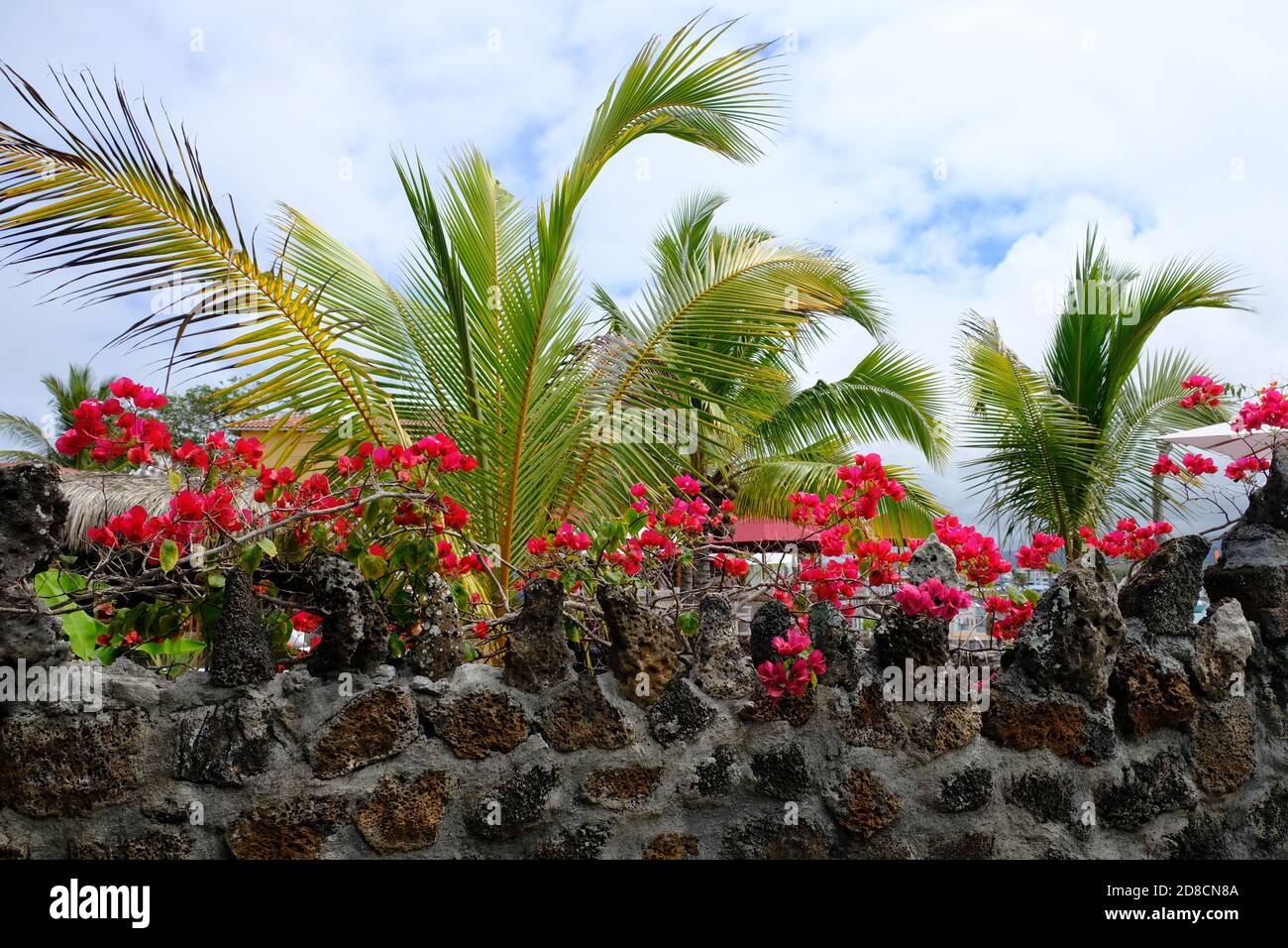 Ecuador Galapagos Inseln - Santa Cruz Insel Bunte Rote Bougainvillea Stockfoto
