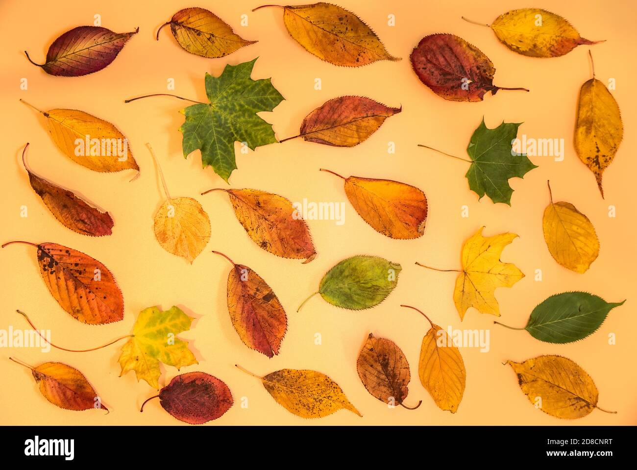 Wunderbare bunte Herbstblätter auf hellgelbem Hintergrund. Angenehme Herbstfarben. Schöne Herbstblätter auf beigem Hintergrund. Kreative Inhalte Stockfoto