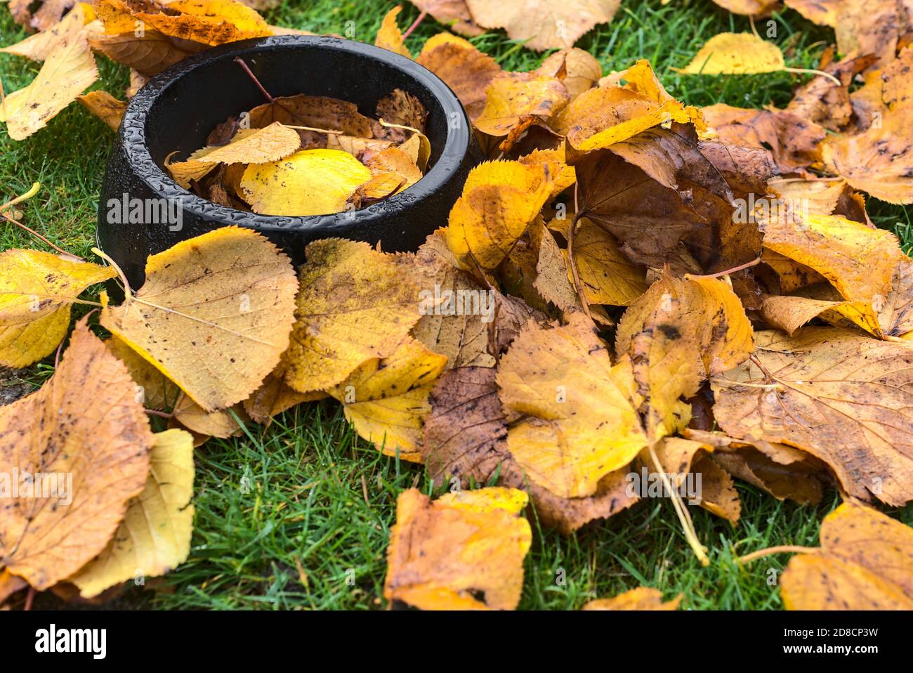 Schwarze Hunde-Trinkschale bedeckt im Herbst nass gefallenen Blättern. Draufsicht auf Hundedrinkplatte im herbstlichen Morgentau-Hintergrund, Ballinter, Dublin, Irland Stockfoto