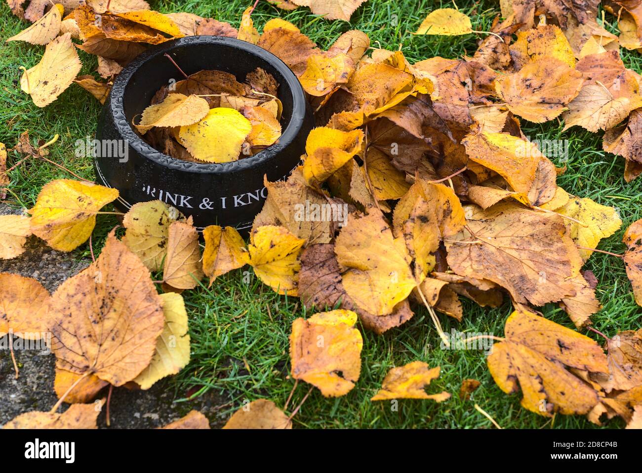Schwarze Hunde-Trinkschale bedeckt im Herbst nass gefallenen Blättern. Draufsicht auf Hundedrinkplatte im herbstlichen Morgentau-Hintergrund, Ballinter, Dublin, Irland Stockfoto