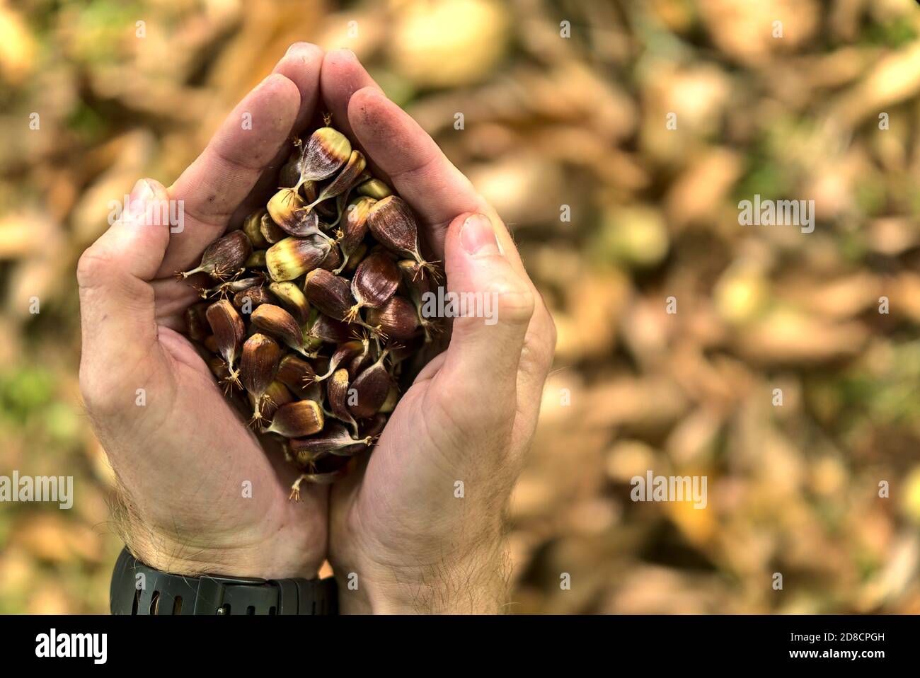 Draufsicht auf die Hände des Menschen halten Buchennüsse auf Herbst gelben Blätter Hintergrund. Schöne große männliche Hände halten herbstliche Ernte Stockfoto