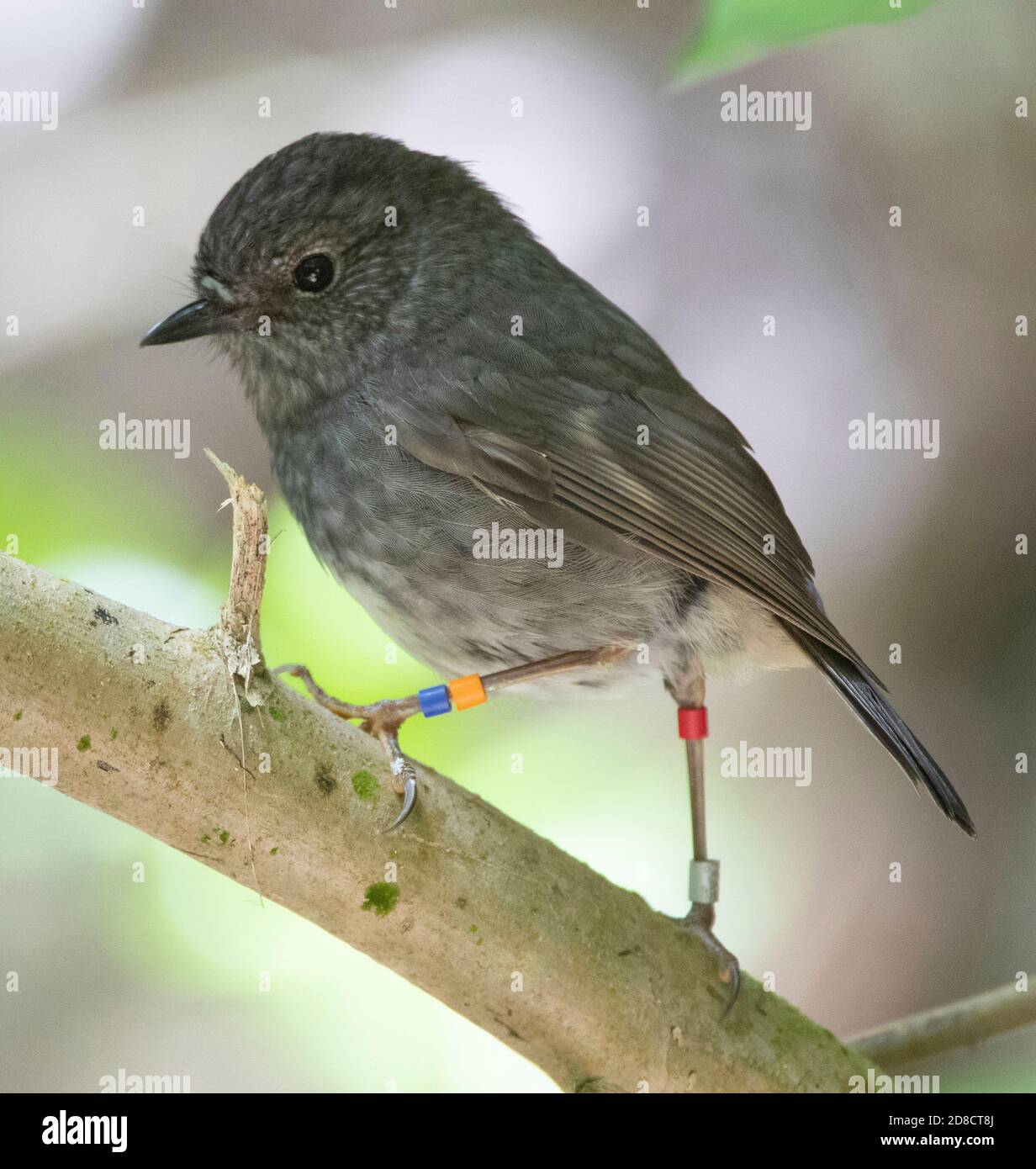 North Island Robin, Neuseeland Robin (Petroica longipes, Petroica australis longipes), auf einem Zweig thront, Neuseeland, Nordinsel, Zealandia Stockfoto