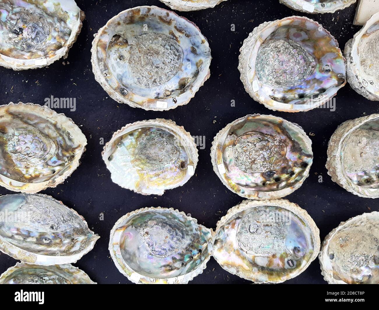 Muscheln von Seeschnecken abalone Stockfoto