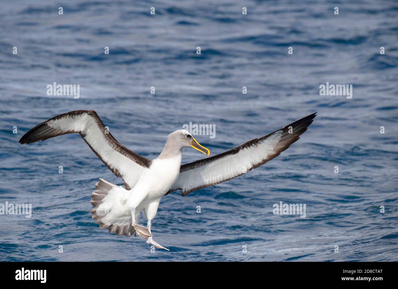 Nördlicher Bullers Albatross, Bullers Albatross, Bullers Mollymawk (Thalassarche bulleri platei, Thalassarche platei), Erwachsene, die auf dem Wasser landen Stockfoto