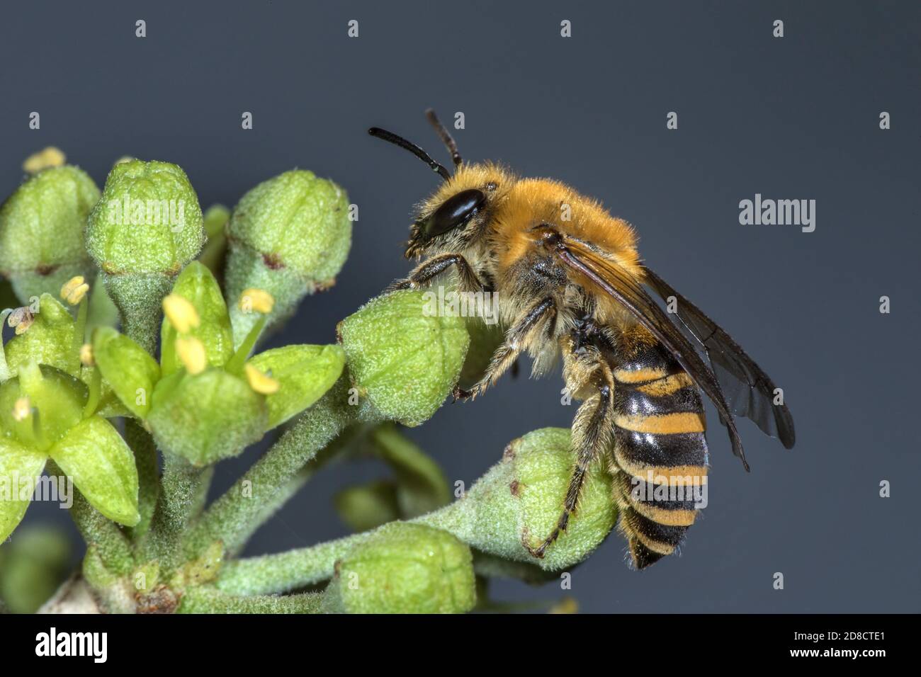 ivy Biene (Colletes hederae), auf Efeublüten, Deutschland Stockfoto