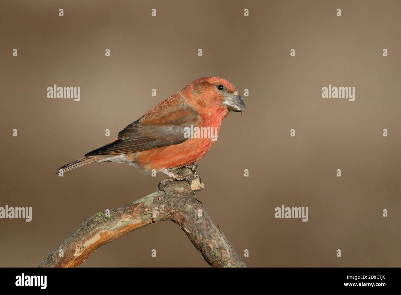 Papageienkreuzschnabel (Loxia pytyopsittacus), Männchen auf einem Zweig, Niederlande, Utrecht Stockfoto