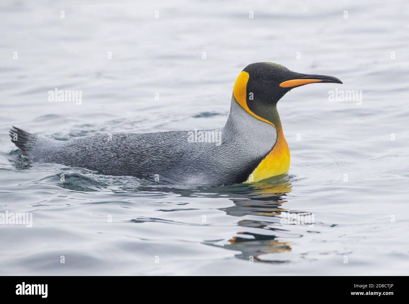 Königspinguin (Aptenodytes halli, Aptenodytes patagonicus halli), Schwimmen vor der Küste auf Macquarie Island, Australien, Tasmanien, Macquarie Island Stockfoto