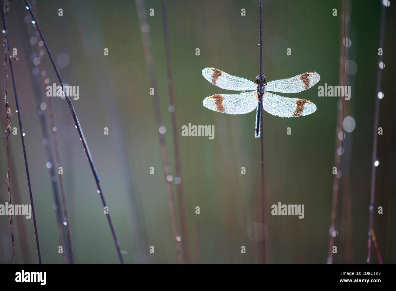 Gebändertes sympetrum, gebändertes darter (Sympetrum pedemontanum), sitzend an einem Stamm, ventrale Ansicht, Belgien, Den Diel Stockfoto