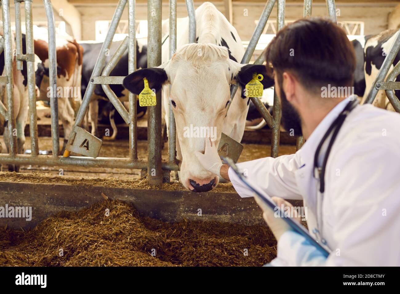 Männlicher Tierarzt streichelt und beruhigt eine Kuh bei einer Untersuchung von Tieren auf einem Milchviehbetrieb. Stockfoto