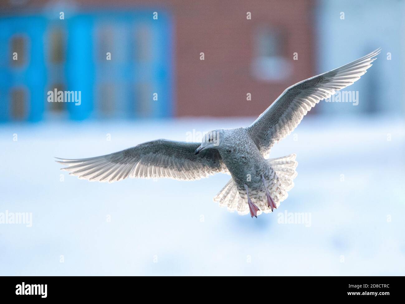 Islandmöwe (Larus glaucoides), überwintern erste-Winter-Islandmöwe in einem arktischen Hafen im Norden Norwegens. In der Luft über dem Wasser hängen, Stockfoto