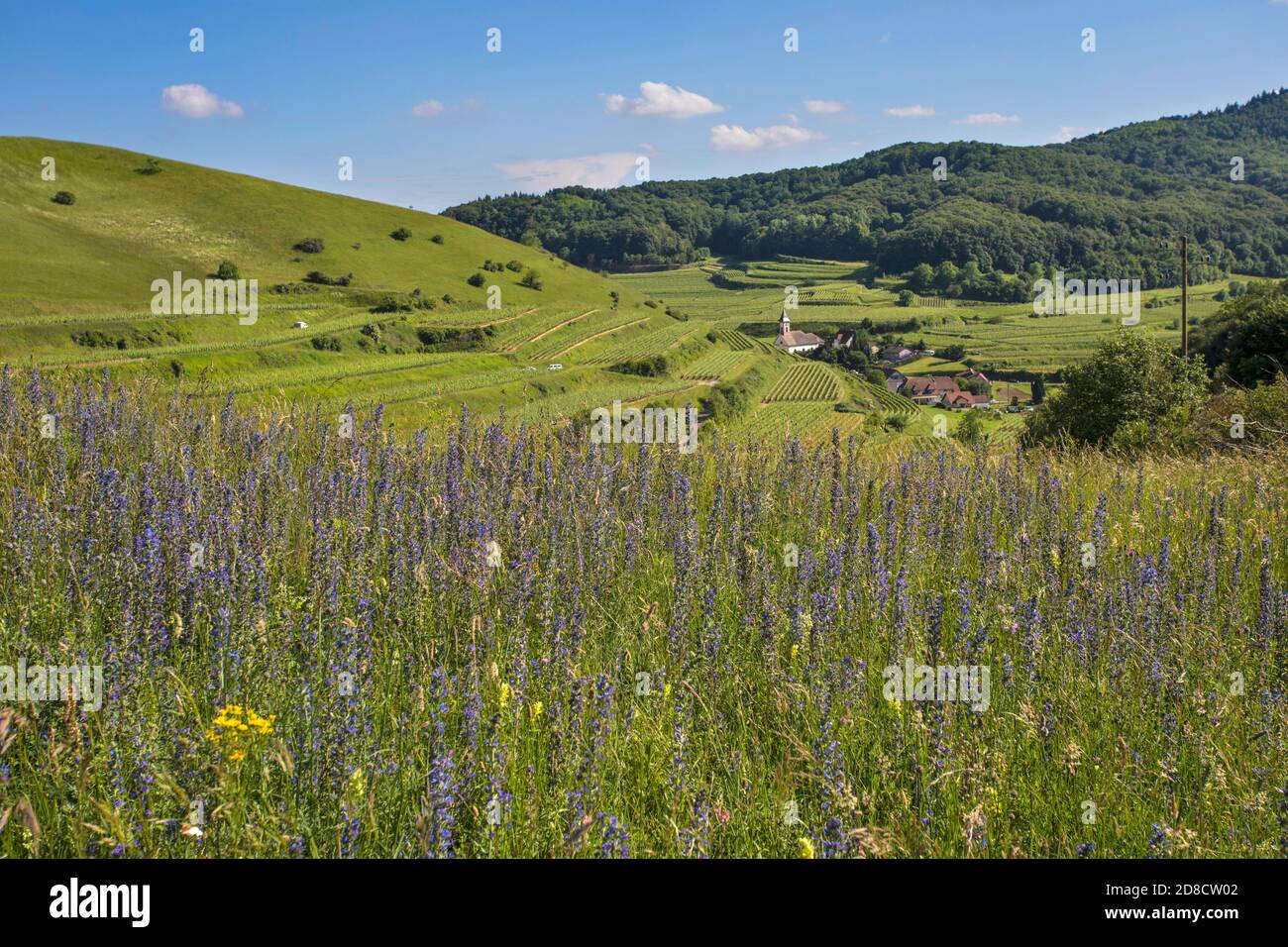 Kalkhaltige nährstoffarme Wiesen, Deutschland, Baden-Württemberg, NSG Badberg Kaiserstuhl Stockfoto