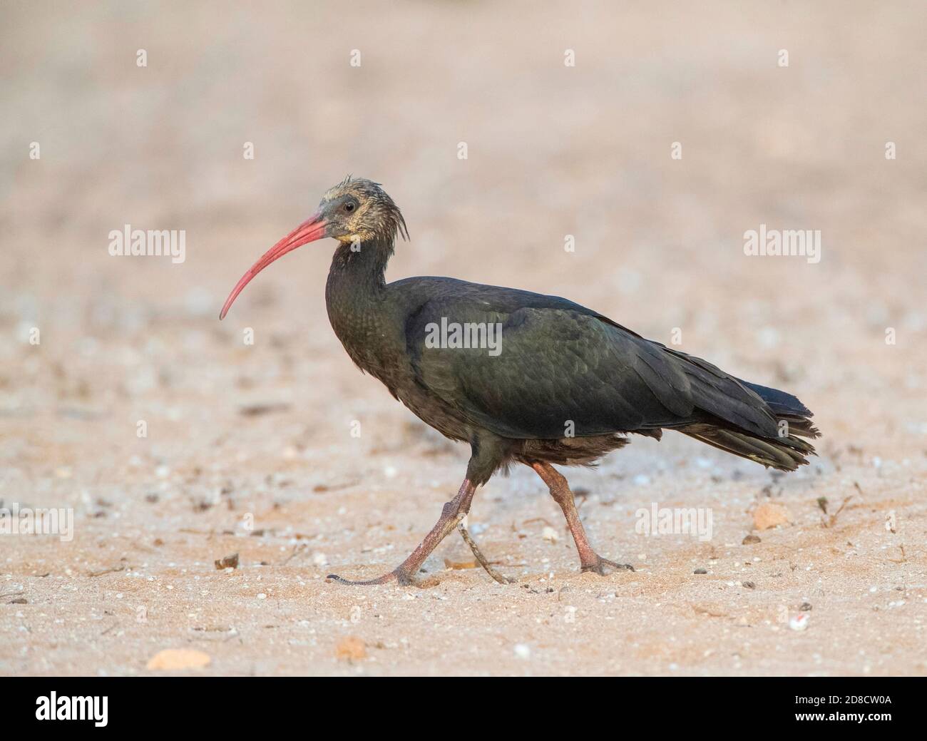 Einsiedler Ibis, Nordkahl Ibis (Geronticus eremita), unreife Spaziergänge am Sandstrand, Seitenansicht, Marokko, Timri Stockfoto