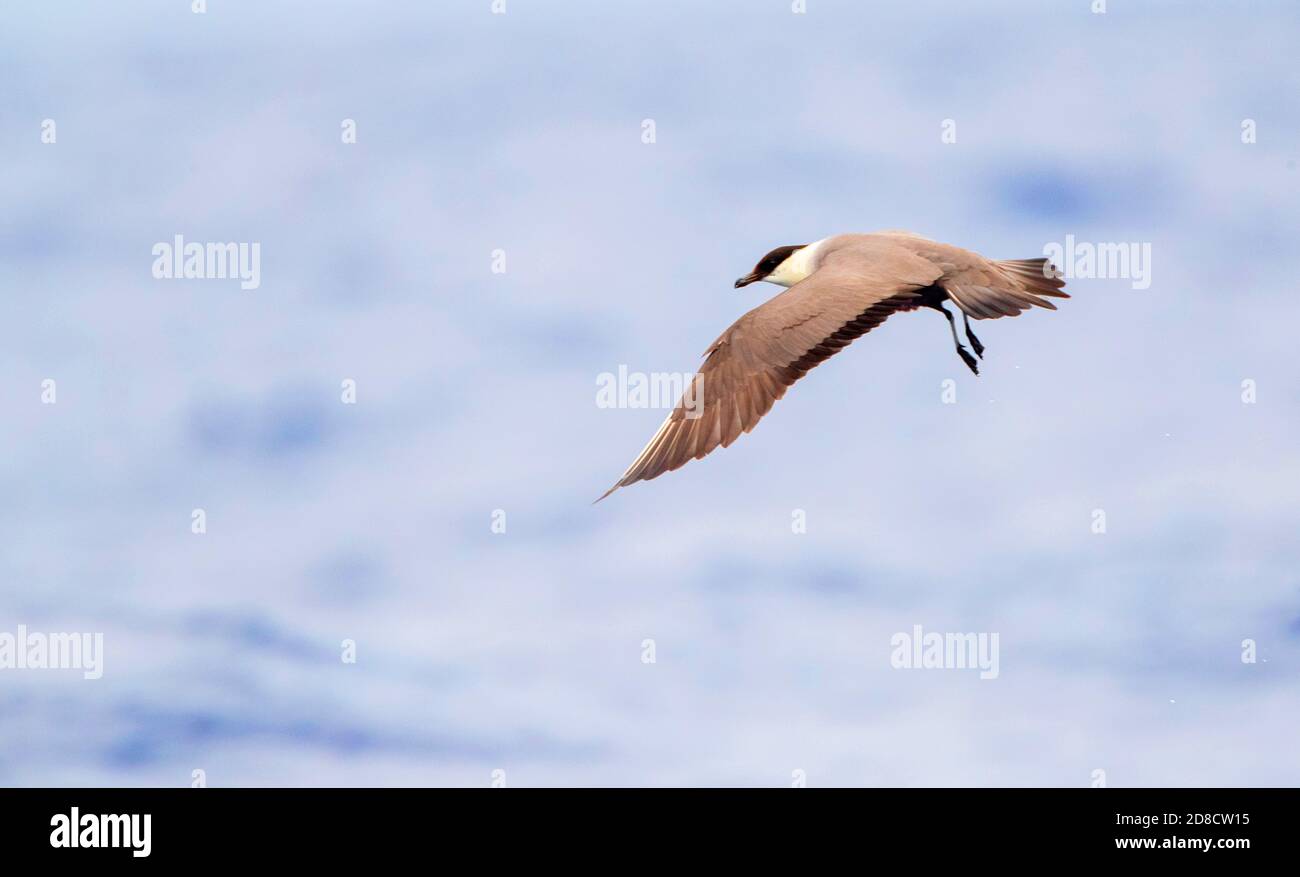 Langschwanzskua (Stercorarius longicaudus), Erwachsene, die bis ins Wintergefieder mausend sind, fliegen über den Atlantischen Ozean, Madeira Stockfoto