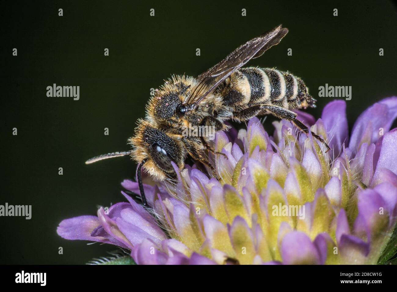 Schwanzbiene (Coelioxys mandibularis), Männchen auf einer Blume, Deutschland Stockfoto