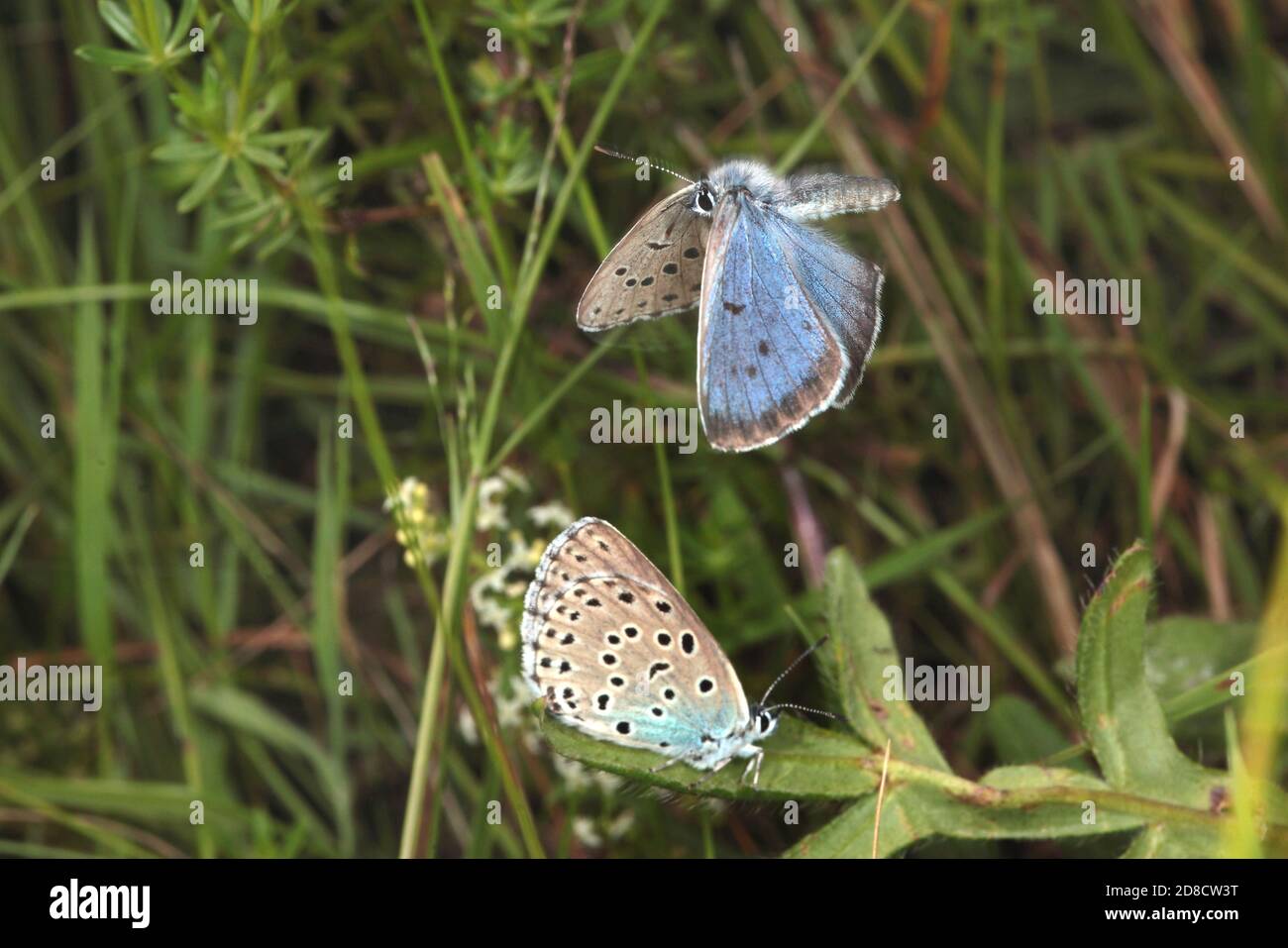 Großes Blau (Phengaris arion, Maculinea arion, Glaucopsyche arion), zwei große Blautöne, Deutschland Stockfoto