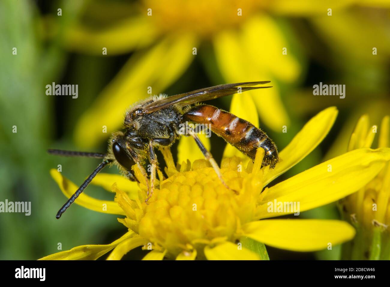 Schweißbiene (Lasioglossum calceatum), Männchen auf einer Blume, Deutschland Stockfoto