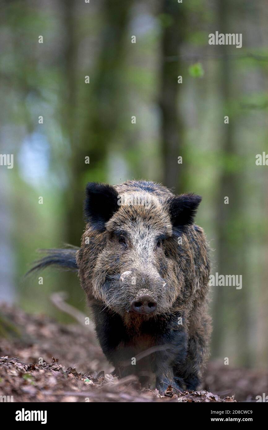 Wildschwein, Schwein, Wildschwein (Sus scrofa), im Wald stehender Stoßer, Deutschland, Schwarzwald Stockfoto