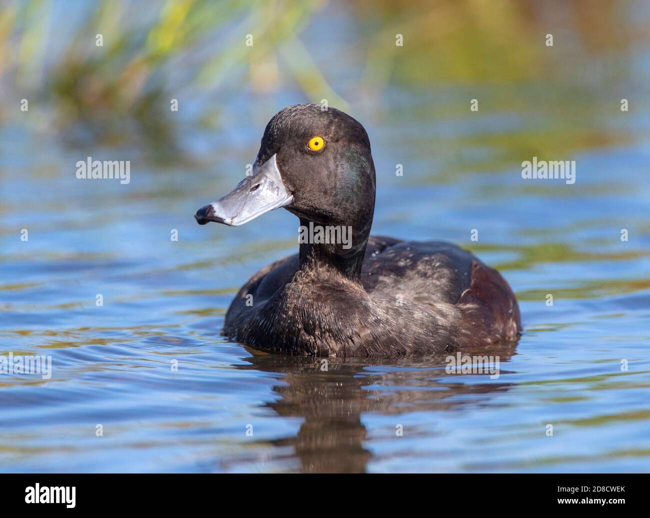 Neuseeland Scaup (Aythya novaeseelandiae), Schwimmen, Vorderansicht, Neuseeland, Nordinsel, Waro Kalkstein Scenic Reserve, Hikurangi Stockfoto